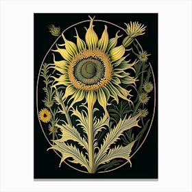 Compass Plant Wildflower Vintage Botanical 2 Canvas Print
