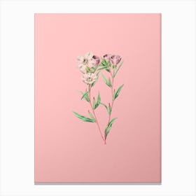 Vintage Pale Corona Amaryllis Botanical on Soft Pink Canvas Print
