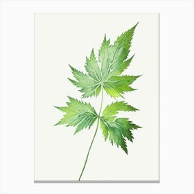 Nettle Leaf Minimalist Watercolour 1 Canvas Print