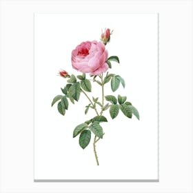 Vintage Provence Rose Bloom Botanical Illustration on Pure White n.0580 Canvas Print