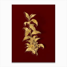 Vintage Cherry Botanical in Gold on Red n.0126 Canvas Print