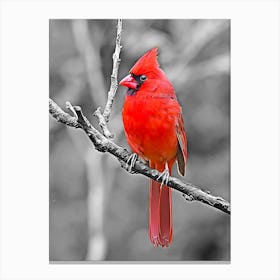 Cardinal Canvas Print