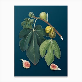Vintage Fig Botanical Art on Teal Blue 4 Canvas Print