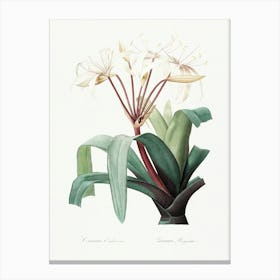 Crinum Erubescens, Pierre Joseph Redoute Canvas Print