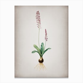 Vintage Scilla Obtusifolia Botanical on Parchment n.0407 Canvas Print