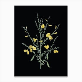 Vintage Yellow Broom Flowers Botanical Illustration on Solid Black n.0337 Canvas Print
