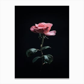 Pink Rose On Black Background 25 Canvas Print