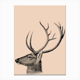 Deer Head Canvas Print