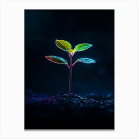 Young Plant In The Dark 8 Canvas Print