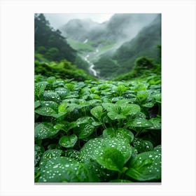 Green Plants In The Rain Forest Canvas Print