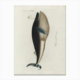 Whale Canvas Print