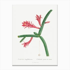 Cactus Flagelliformis, Pierre Joseph Redoute Canvas Print