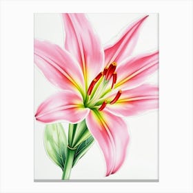 Pink Lily 1 Canvas Print