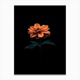 Orange Flower On Black Background 7 Canvas Print