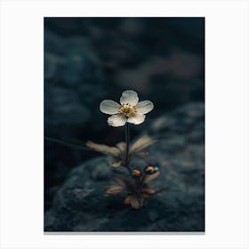 Single Flower On Rocks 2 Canvas Print