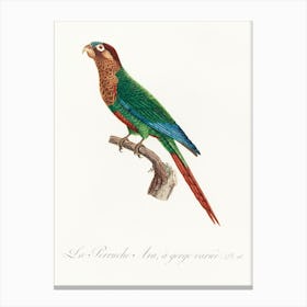 Wave Breasted Parakeet From Natural History Of Parrots, Francois Levaillant Canvas Print