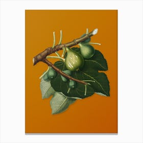 Vintage Fig Botanical on Sunset Orange n.0219 Canvas Print