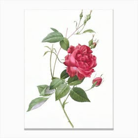 Roses 13 Canvas Print