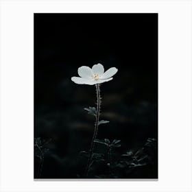 White Flower In The Dark 1 Canvas Print