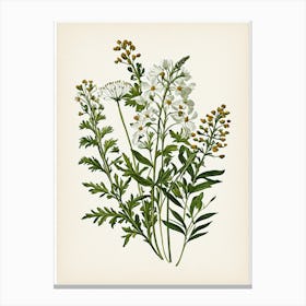 Vintage Botanical Galleria Style Wildflower Painting 12 Canvas Print