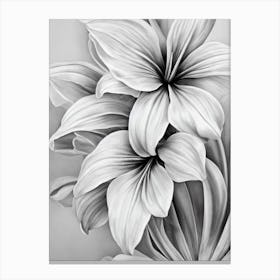 Amaryllis B&W Pencil 3 Flower Canvas Print