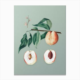 Vintage Peach Botanical Art on Mint Green n.0145 Canvas Print