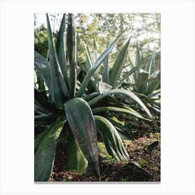 Monserrate Palace Gardens Aloe Majesty Canvas Print