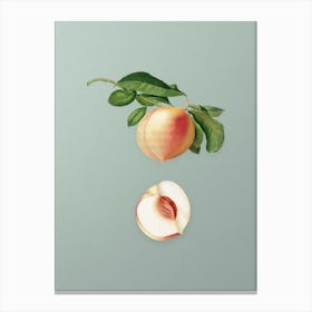 Vintage Peach Botanical Art on Mint Green n.0844 Canvas Print