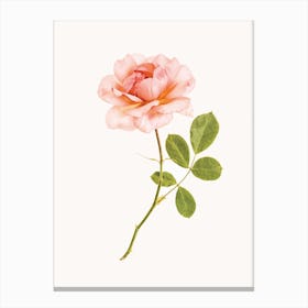 Roses I Canvas Print