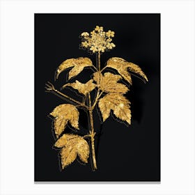 Vintage Guelder Rose Botanical in Gold on Black n.0544 Canvas Print