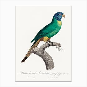The Blue Crowned Parakeet From Natural History Of Parrots, Francois Levaillant Canvas Print