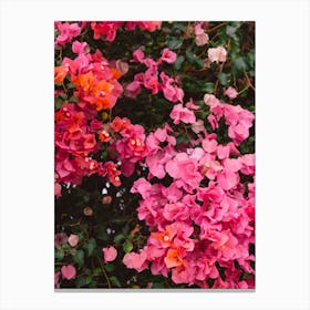 California Blooms Iv Canvas Print