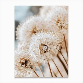 Allium Canvas Print