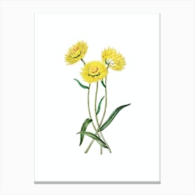 Vintage Helichrysum Flower Branch Botanical Illustration on Pure White n.0031 Canvas Print