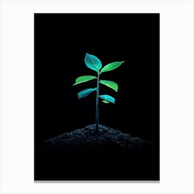 Tree Growing In The Dark Canvas Print