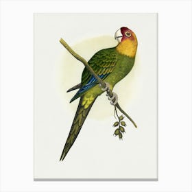 Parrot On A Branch 1 Canvas Print