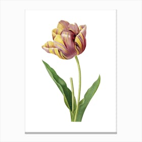 Vintage Tulip Botanical Illustration on Pure White n.0428 Canvas Print