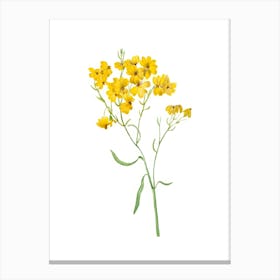 Yellow Flowers Isolated On White Canvas Print