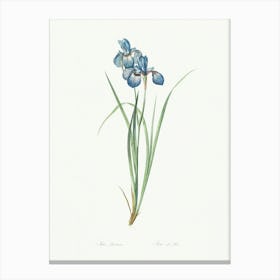 Iris Pratensis, Pierre Joseph Redoute Canvas Print