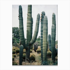 Exotic Green Cactus Canvas Print