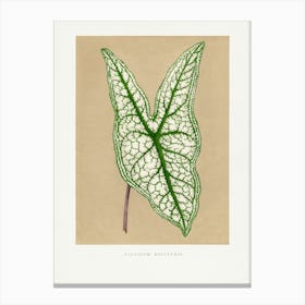 Vintage Botanical _2643233 Canvas Print