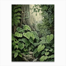 Vintage Jungle Botanical Illustration Pothos 2 Canvas Print