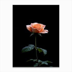 Peach Rose On Black Background Canvas Print