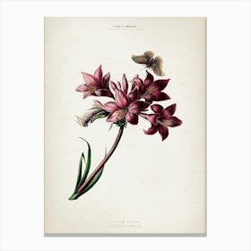 Vintage Denisse 1 Lilium Rosaea Canvas Print