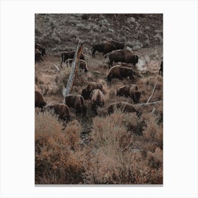 Sagebrush Bison Herd Canvas Print