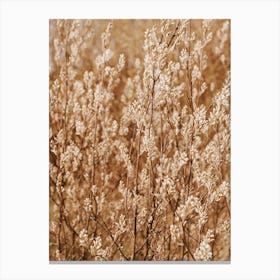 Brown Wheat Canvas Print
