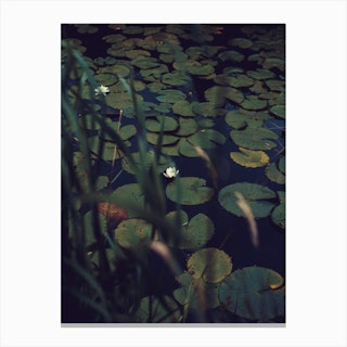 The Dreams Of The Lillies Moody Nature Canvas Print
