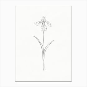 Iris Sketch Canvas Print