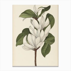 Magnolia Vintage Botanical 3 Flower Canvas Print