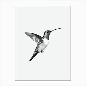 Hummingbird B&W Pencil Drawing 4 Bird Canvas Print